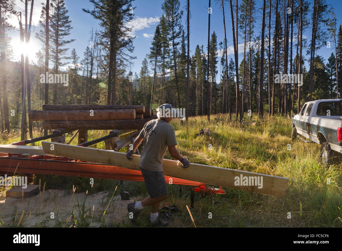 Neil Wilbert, owner of Beetlekill Boards, uses a mobile saw to cut boards out of beetle killed lodgepole pine near Bozeman, MT Stock Photo