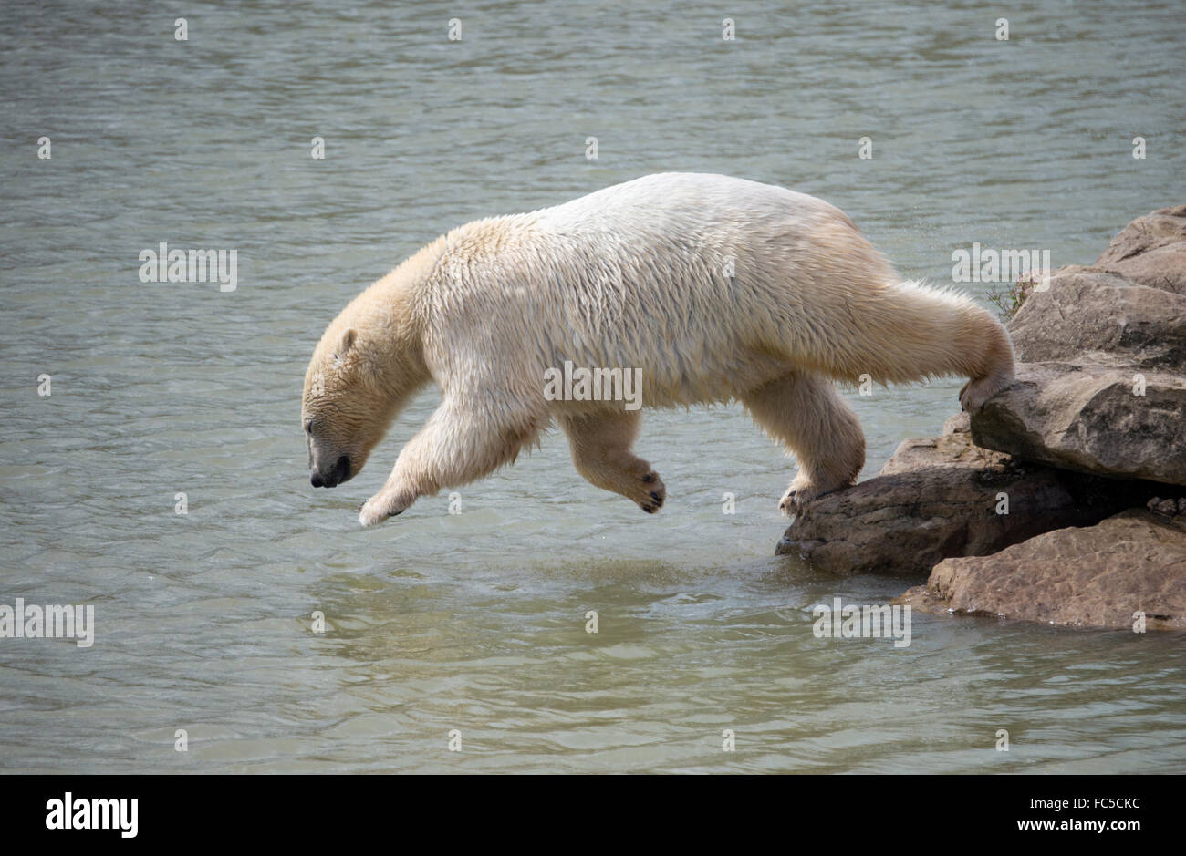 Male polar bear jumping into water from rocks Stock Photo Alamy