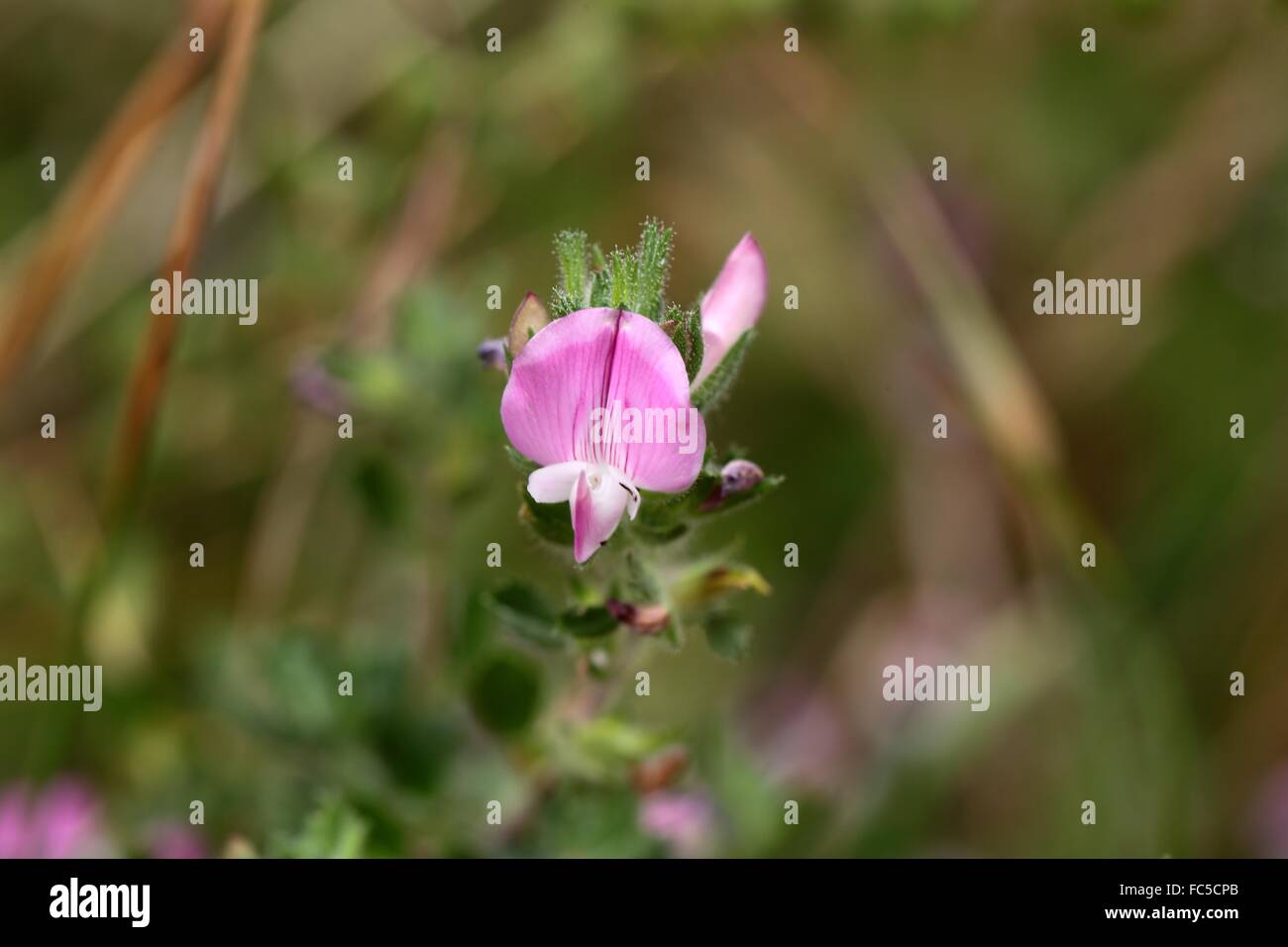 Flower of a wild seet pea Stock Photo