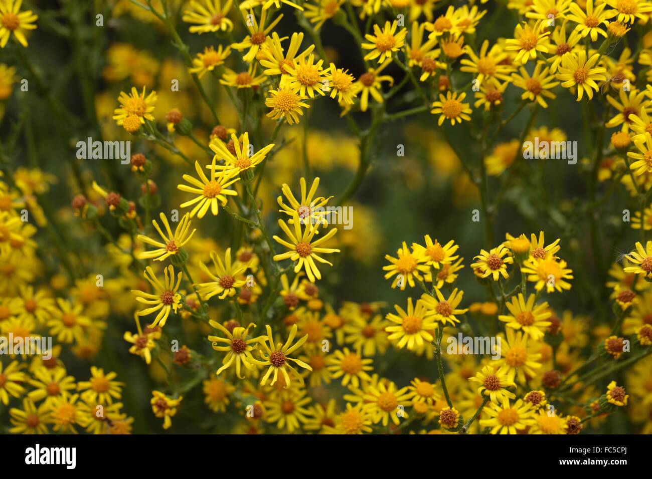 Ragwort (Jacobaea vulgaris) Stock Photo