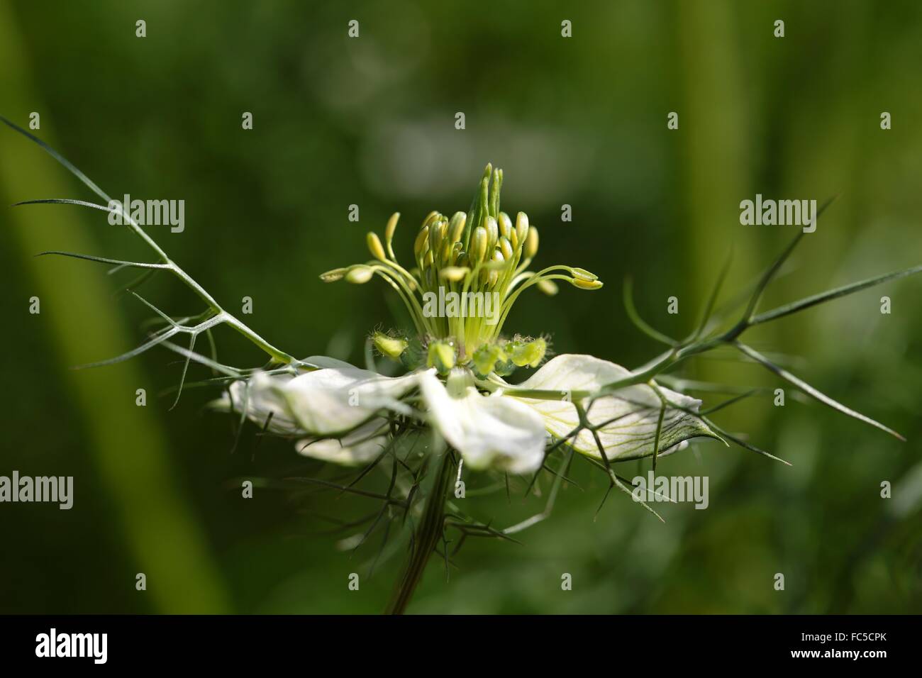 Black Cumin Stock Photo