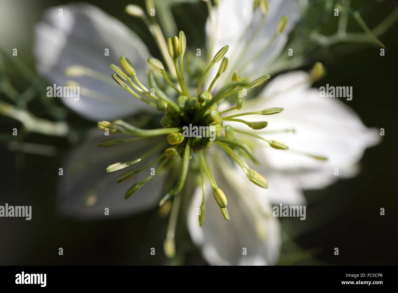 Black Cumin Stock Photo