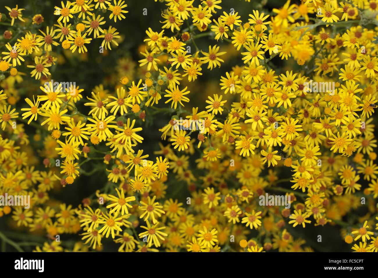 Ragwort (Jacobaea vulgaris) Stock Photo