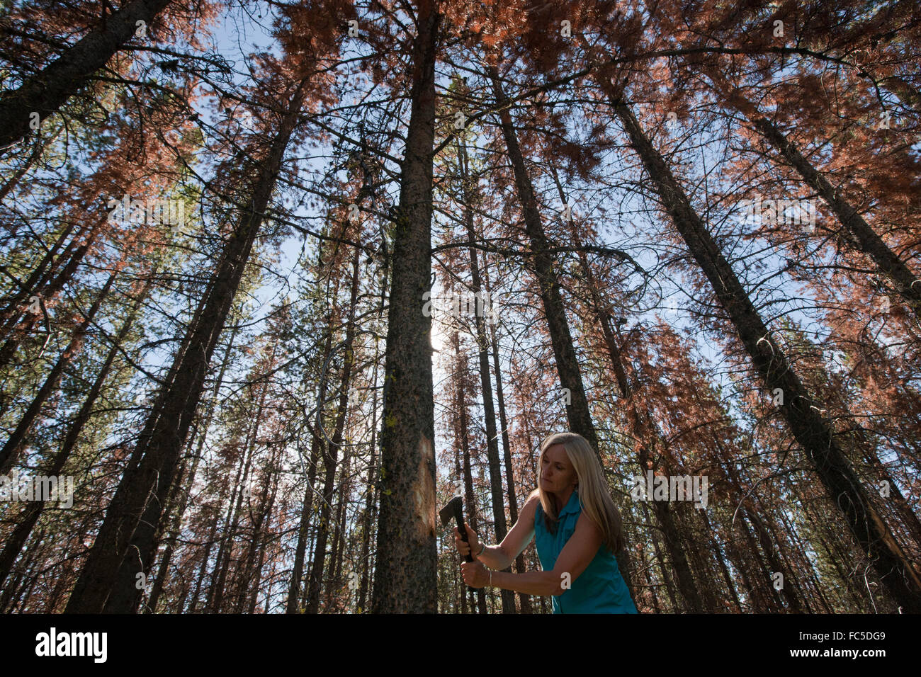 Beetle Researcher Diana Six looks for beetles in infested lodge pole pine trees near Missoula, Montana Stock Photo