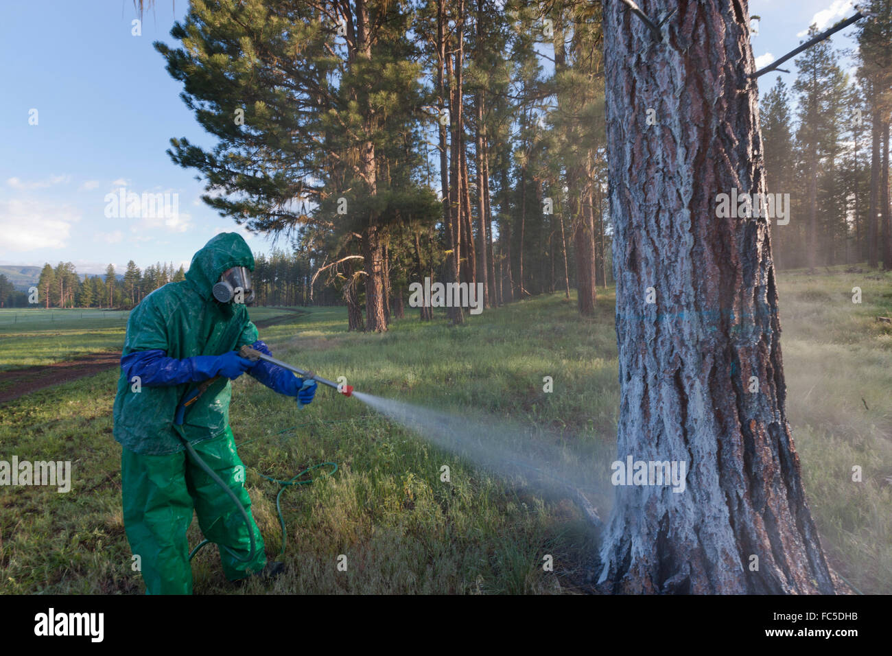 Spraying a carbamate insecticide on a ponderosa pine tree near Seeley Lake, Montana to protect against the mountain pine beetle. Stock Photo
