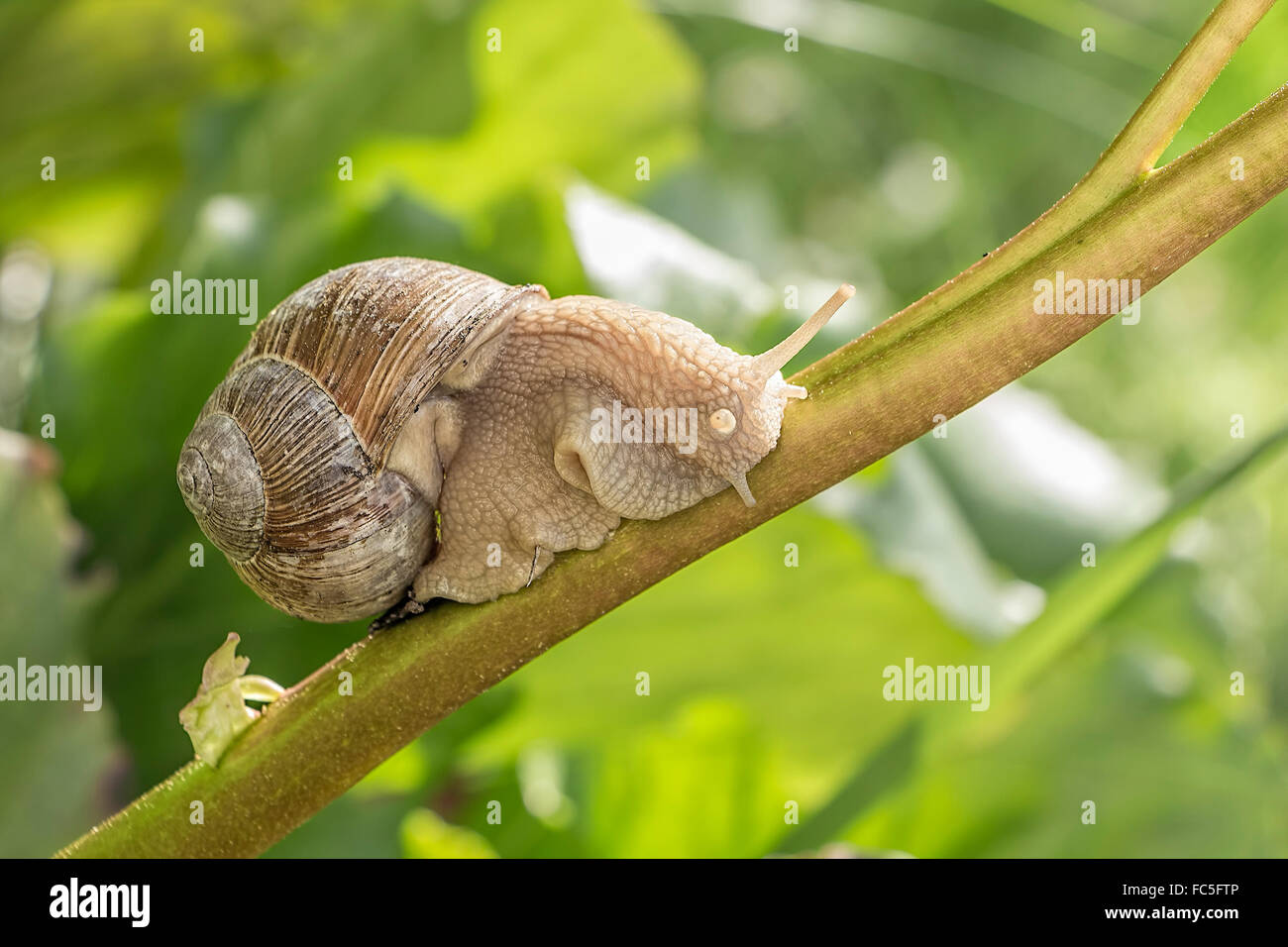 Macro of snail in the vivid green grass in summer Stock Photo - Alamy