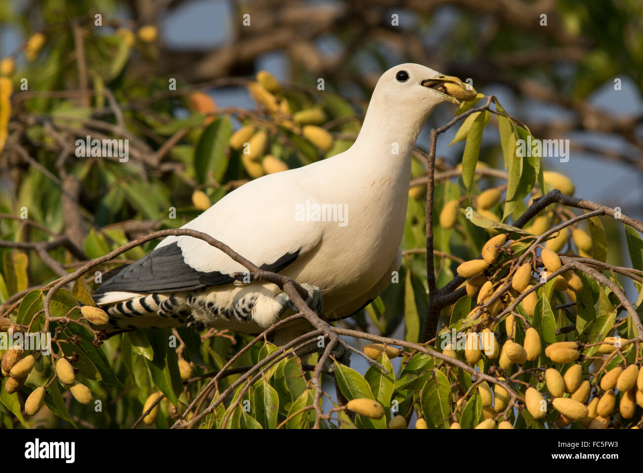 Torresian Imperial Pigeon (Ducula spilorrhoa) eating fruit from a tree Stock Photo
