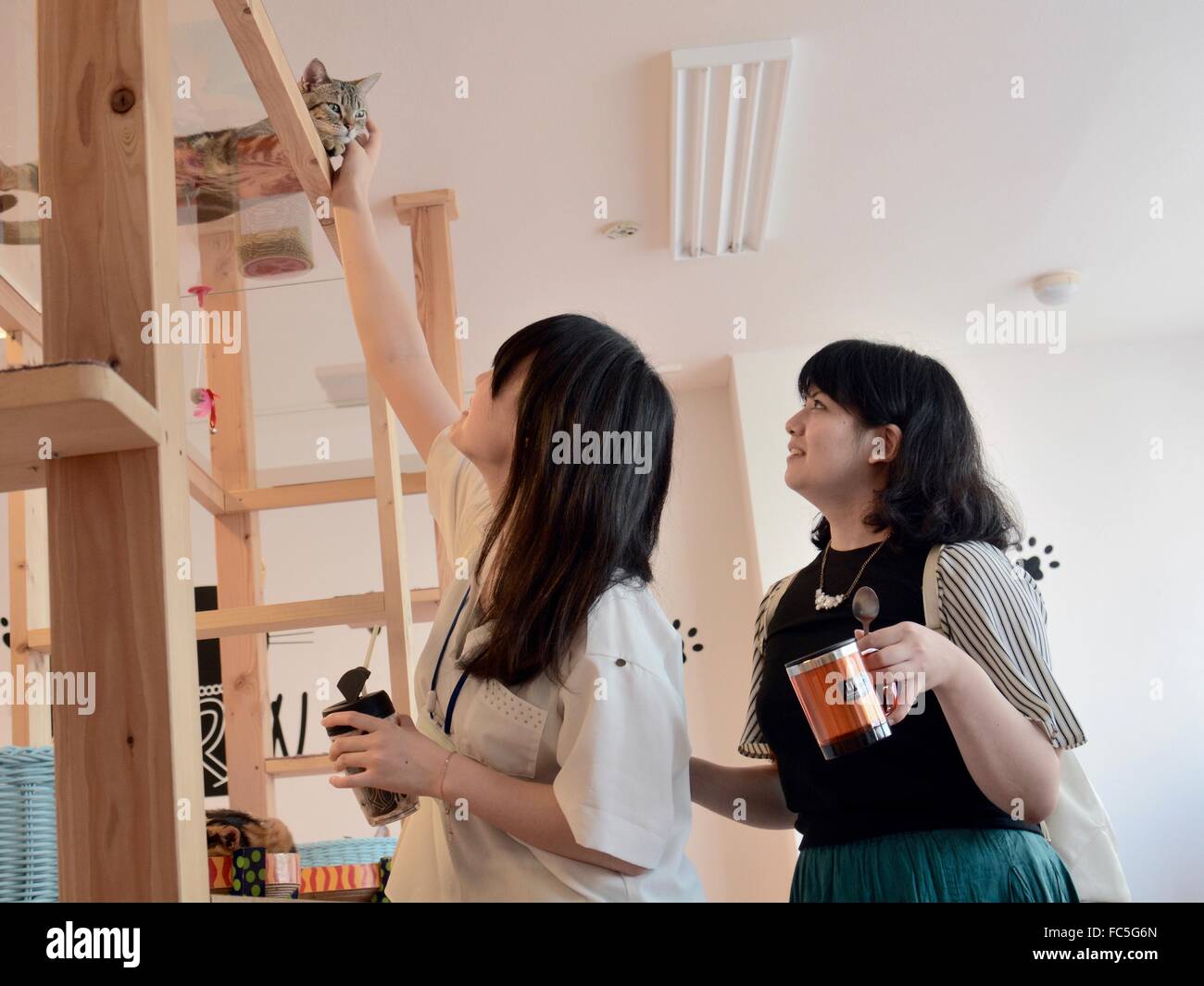 Cat Cafe Hiroshima Stock Photo Alamy