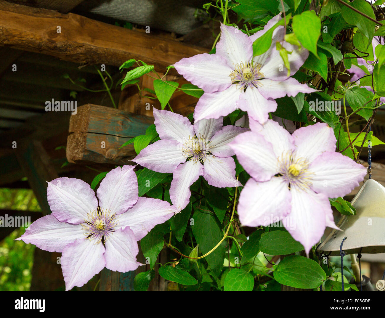 clematis flowers. flora Stock Photo Alamy