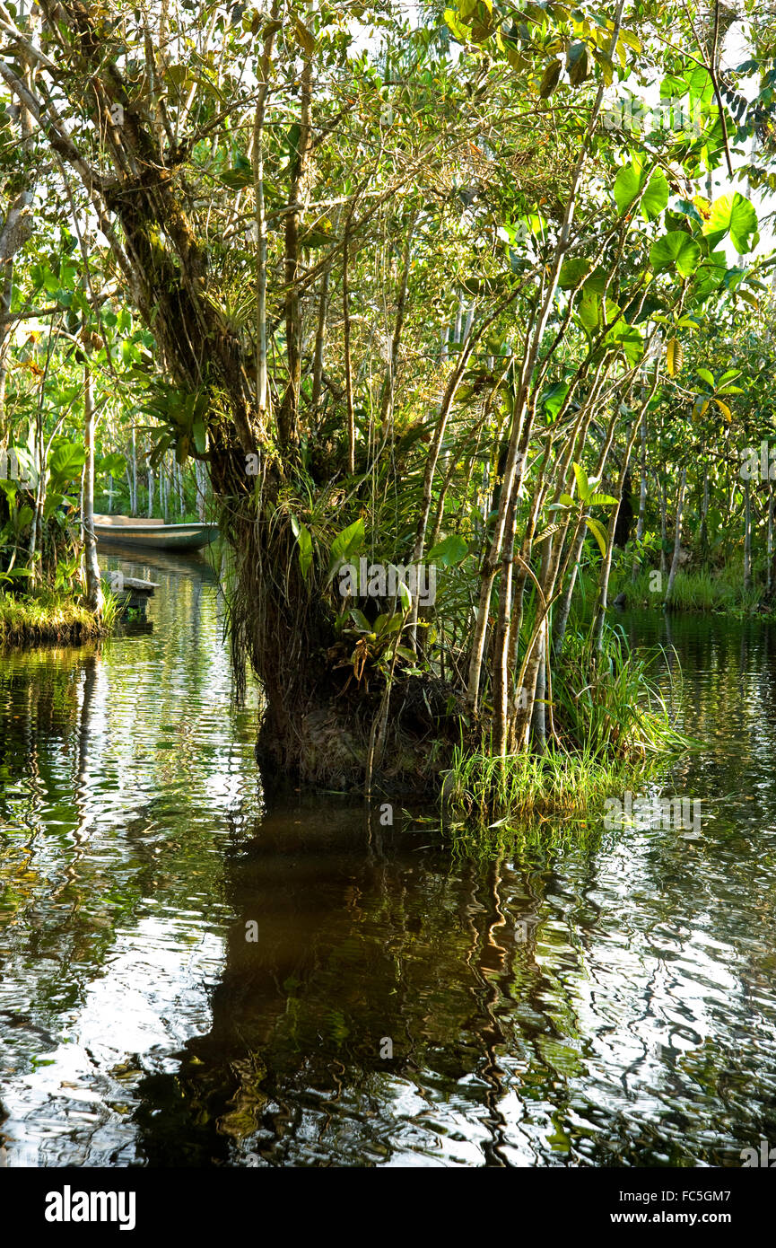 Vegetation growing in the Amazon River in Ecuador Stock Photo Alamy