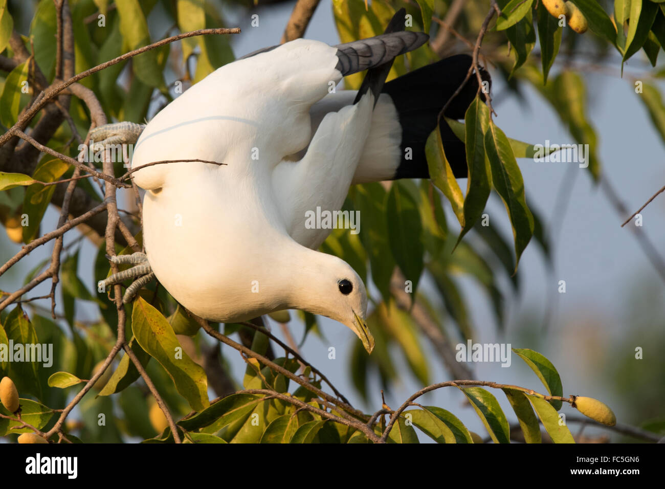 Torresian Imperial Pigeon (Ducula spilorrhoa) eating fruit from a tree acrobatically Stock Photo