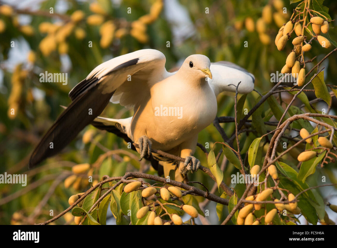 Torresian Imperial Pigeon (Ducula spilorrhoa) balancing with wings spread on a thin branch Stock Photo