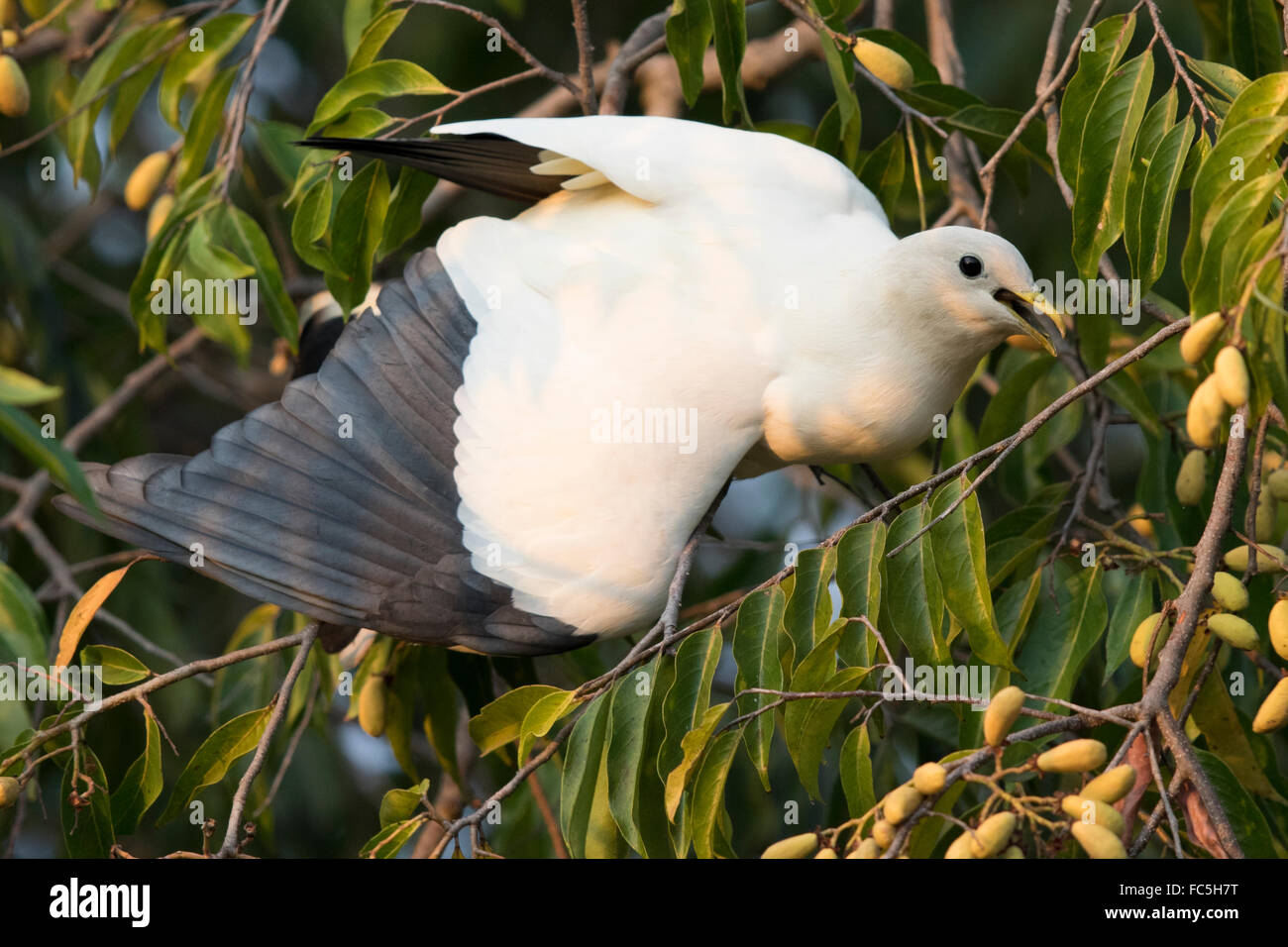 Torresian Imperial Pigeon (Ducula spilorrhoa) eating fruit from a tree acrobatically using its wings for balance Stock Photo