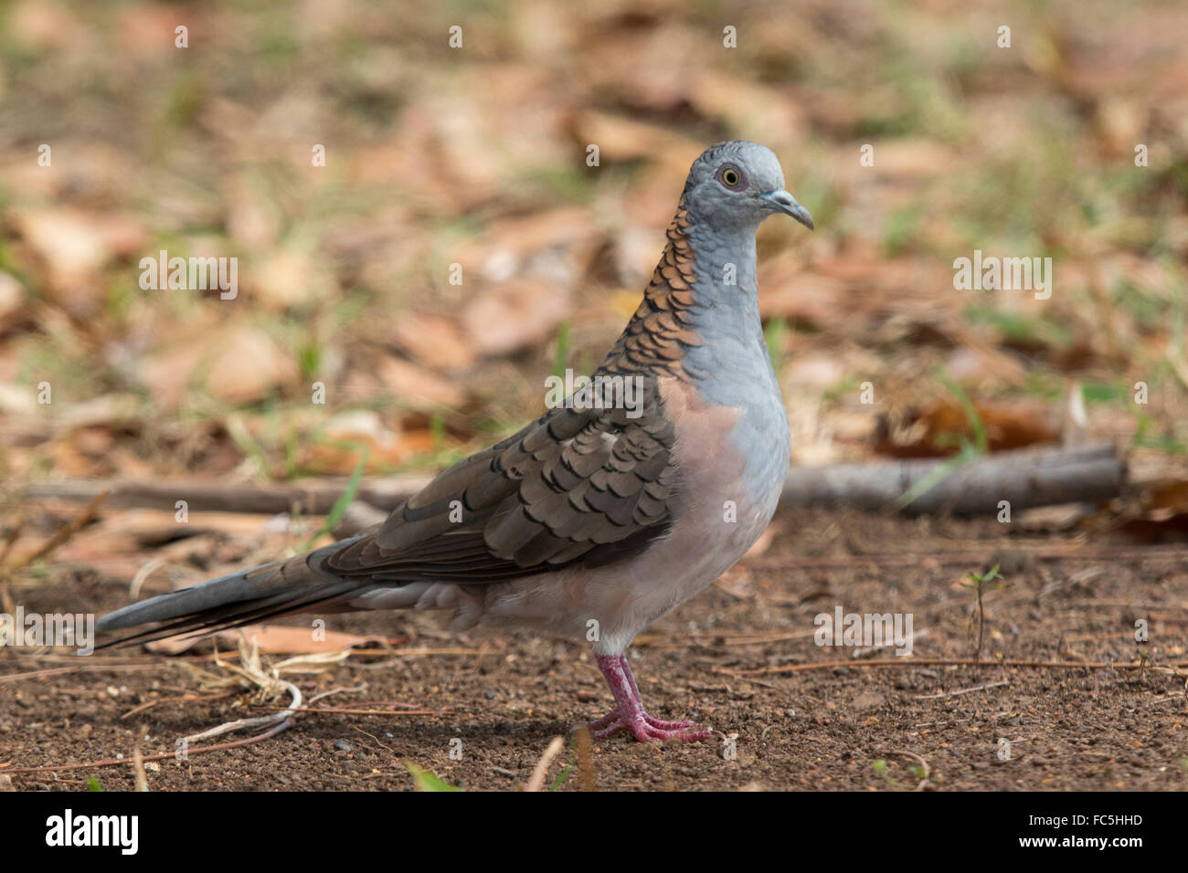 Bar-shouldered Dove (Geopelia humeralis) Stock Photo