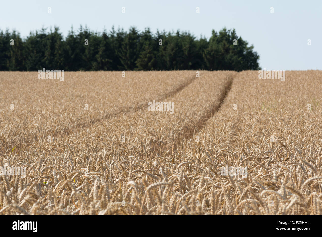 Tractor tracks in the middle by Cornfield Stock Photo