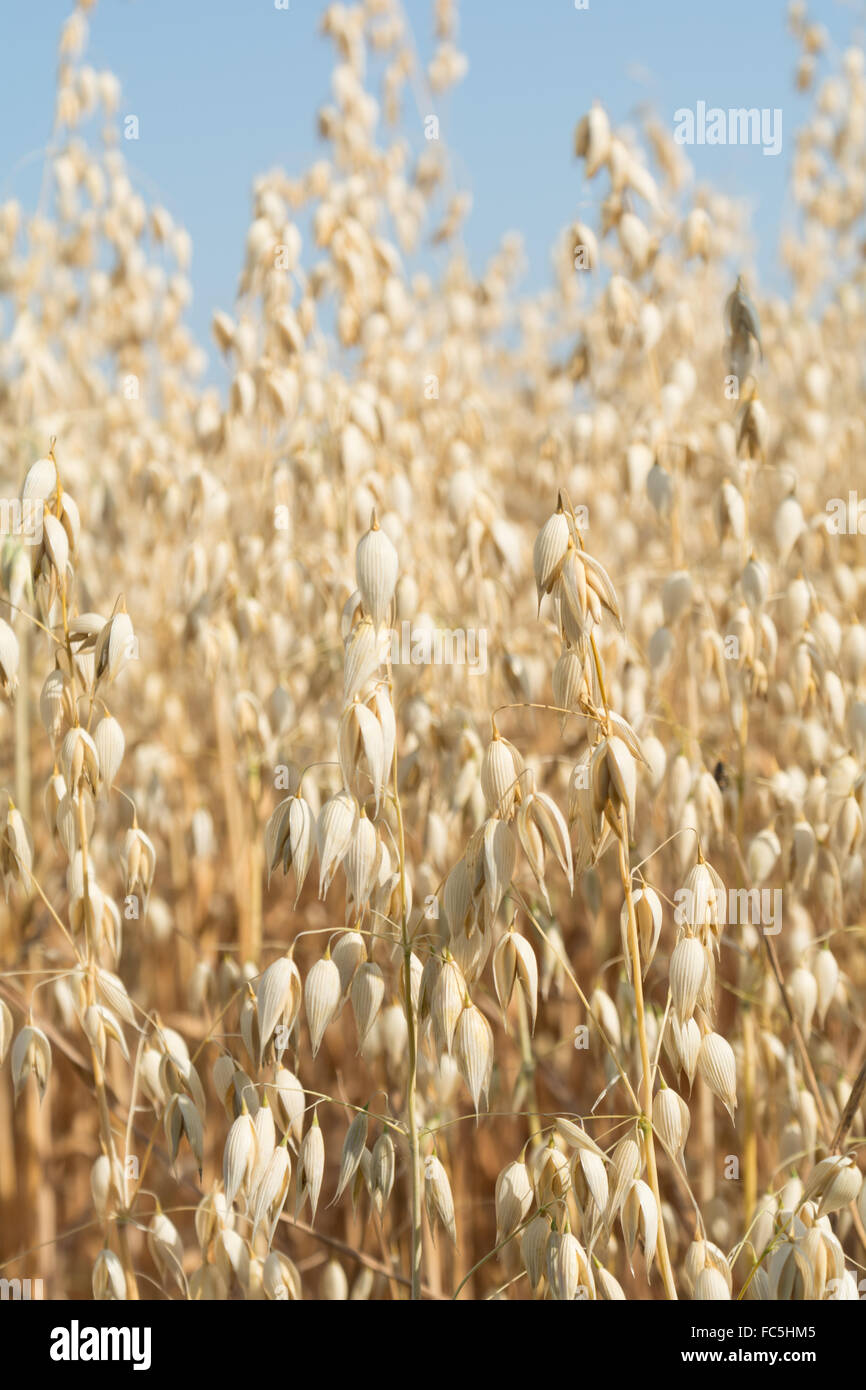 Grain oats - close-up Stock Photo