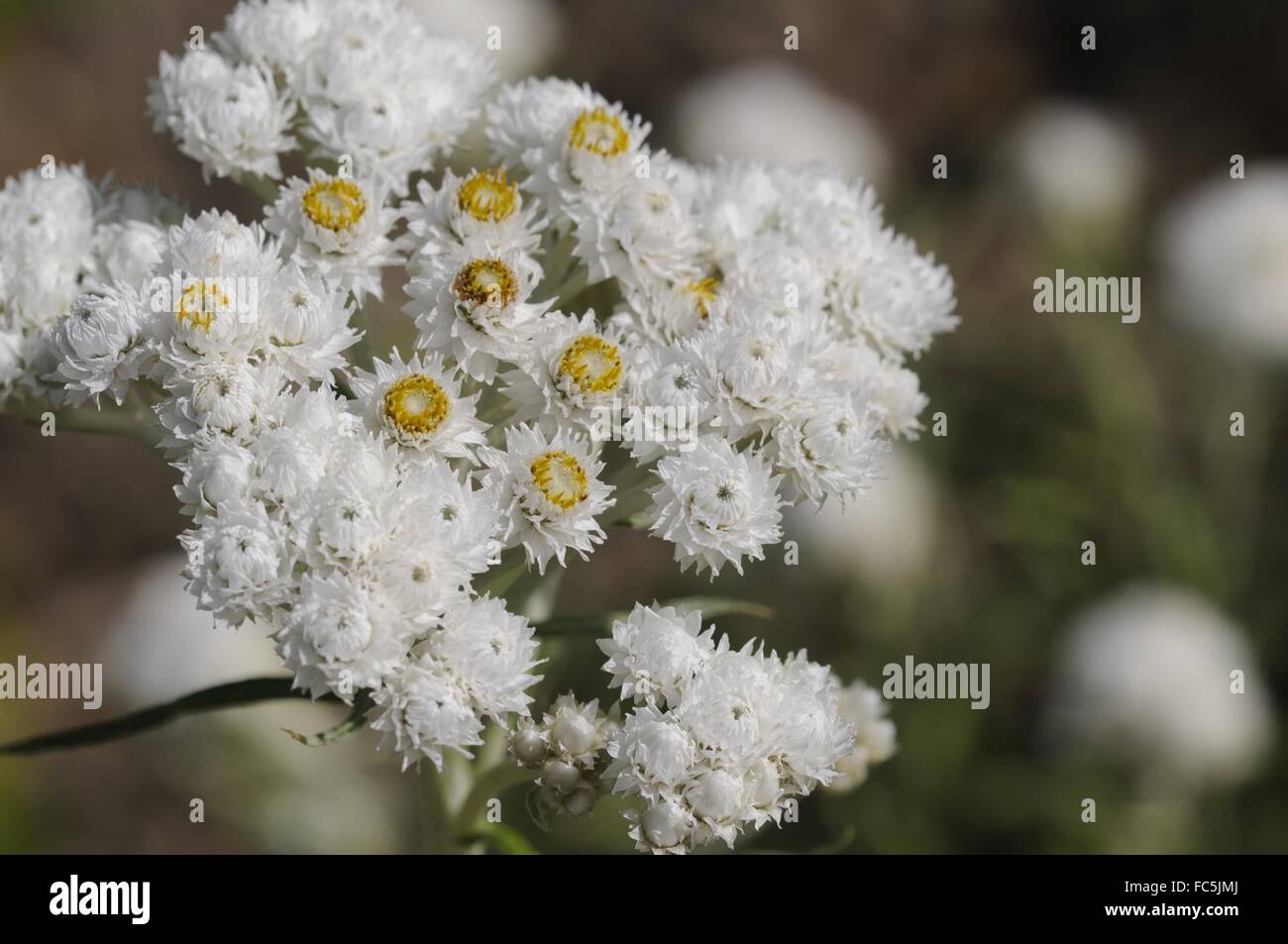 anaphalis margaritacea Stock Photo