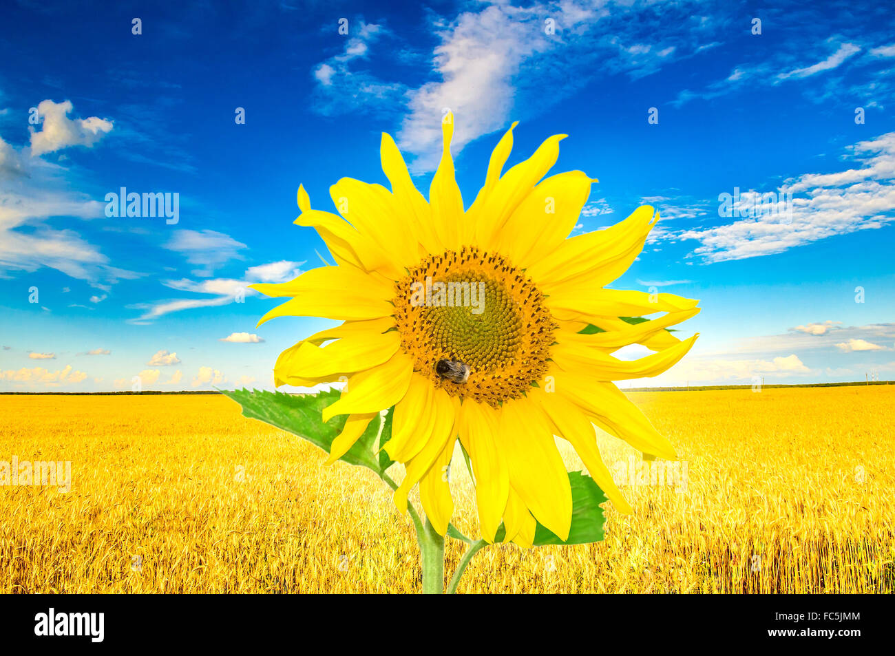 Sunflower field scenery hi-res stock photography and images - Alamy