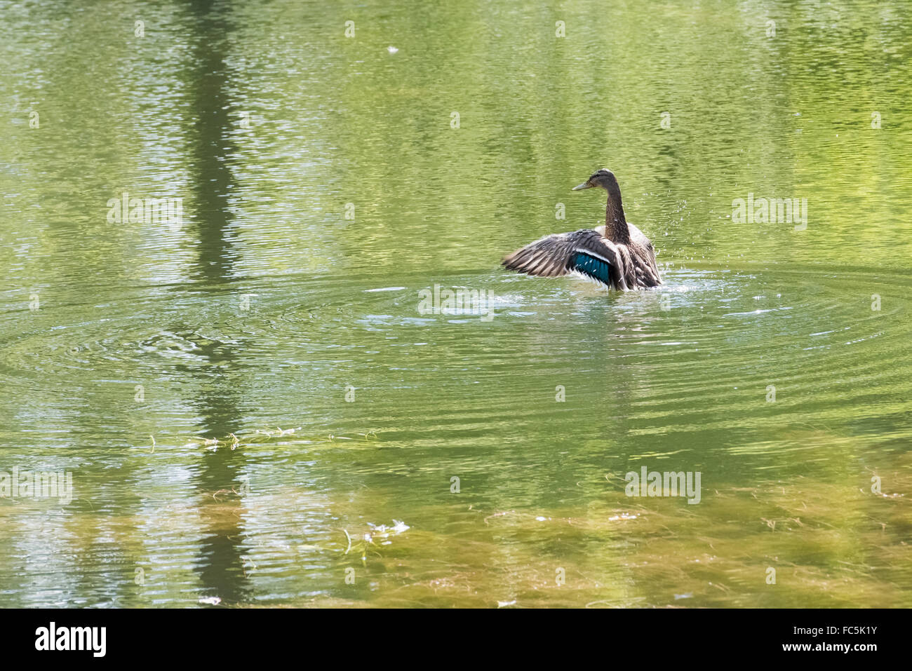 duck takes off Stock Photo