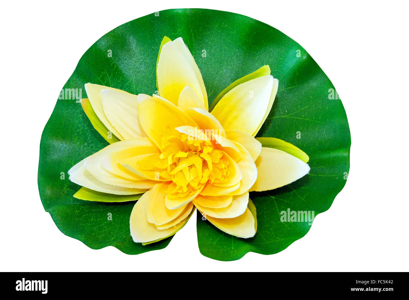 Yellow water lily Stock Photo Alamy