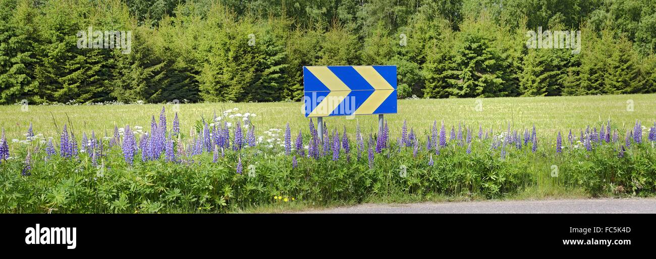 flowering lupines at the edge of a road Stock Photo