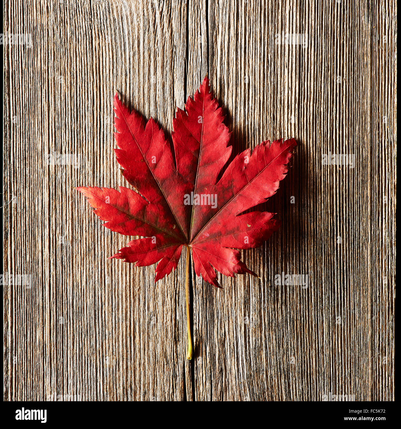 Autumn maple leaf over wooden background Stock Photo - Alamy