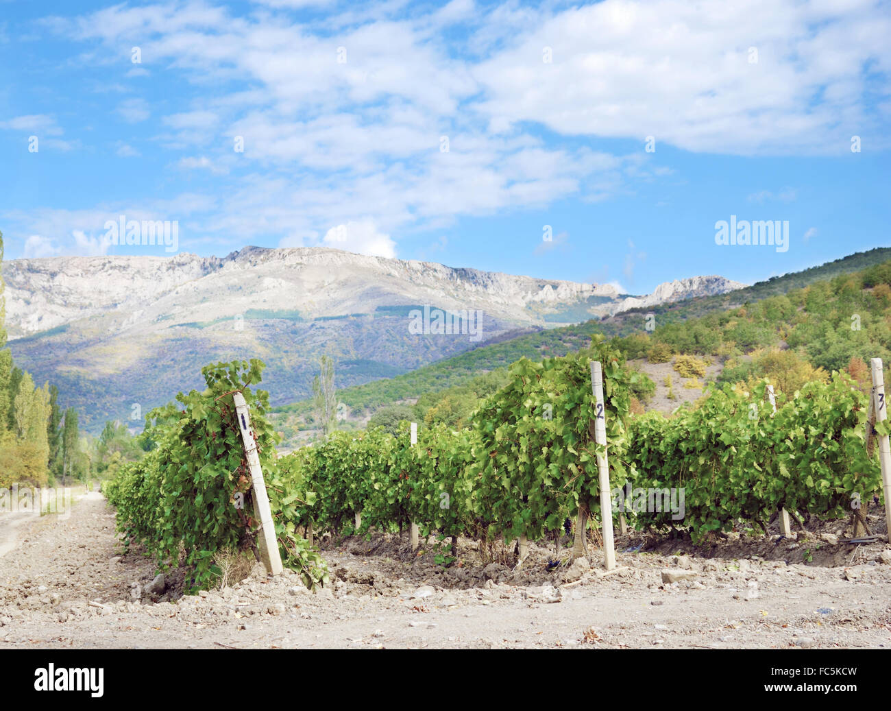 Rows of grape vines hi-res stock photography and images - Alamy