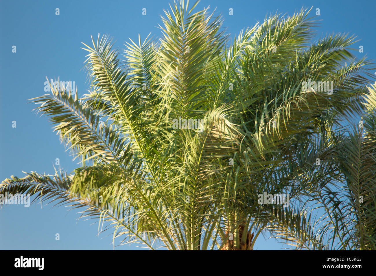 N palm trees hi-res stock photography and images - Alamy