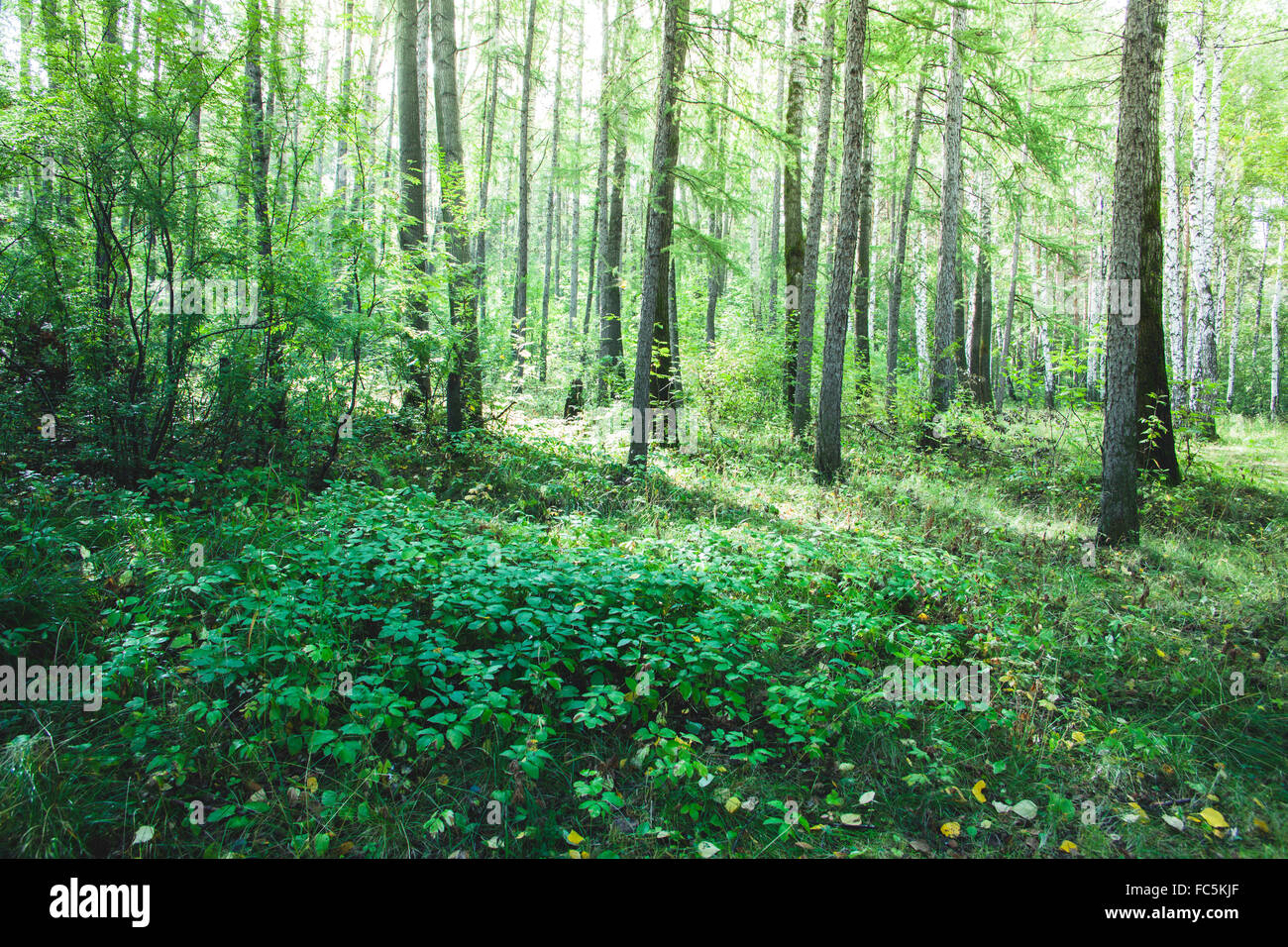 Forest in the early morning Stock Photo - Alamy