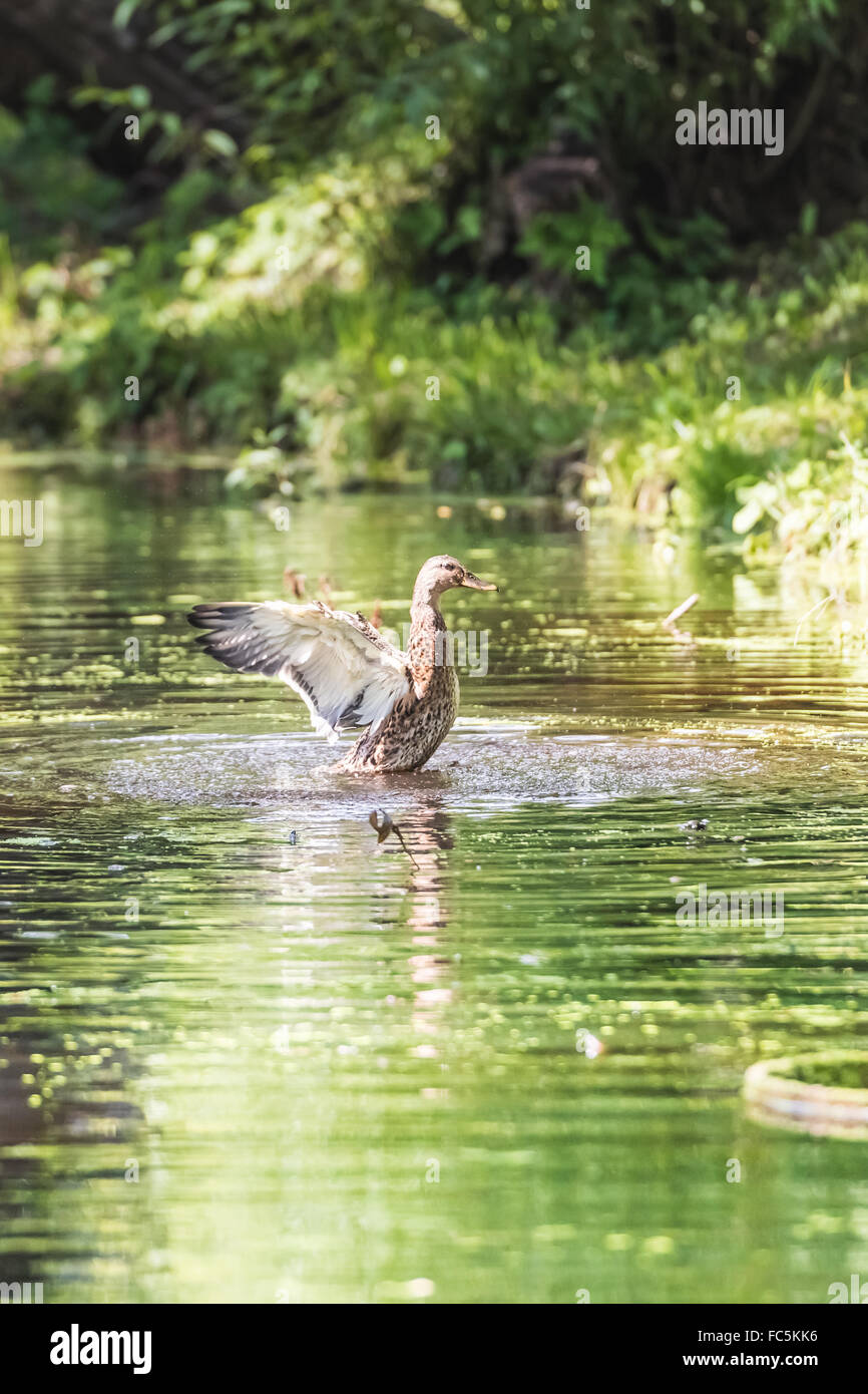 duck takes off Stock Photo