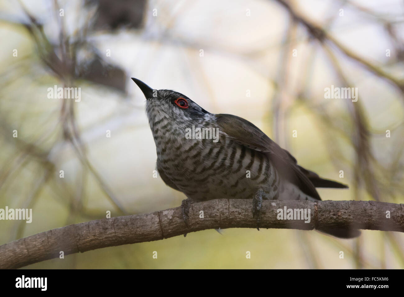 Little Bronze Cuckoo (Chrysococcyx minutillus Stock Photo Alamy