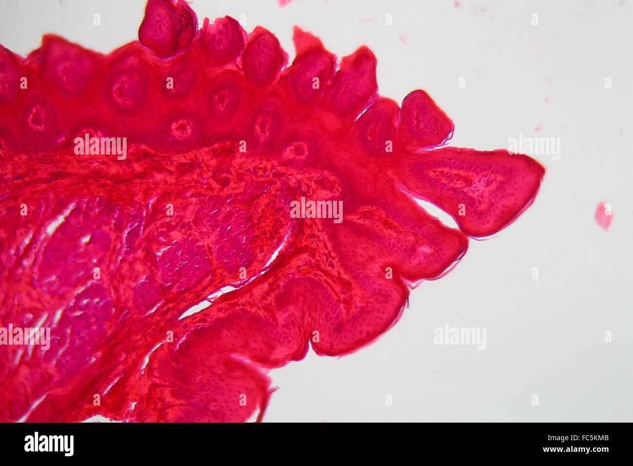 Tip of a tongue under the microscope Stock Photo