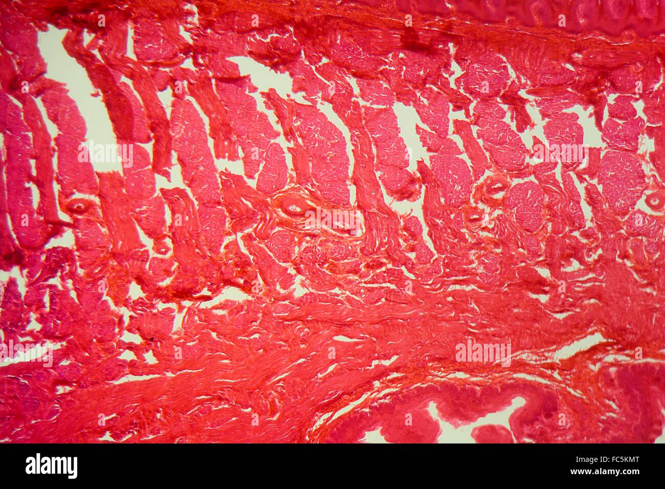 Muscels of a tongue under the microscope Stock Photo
