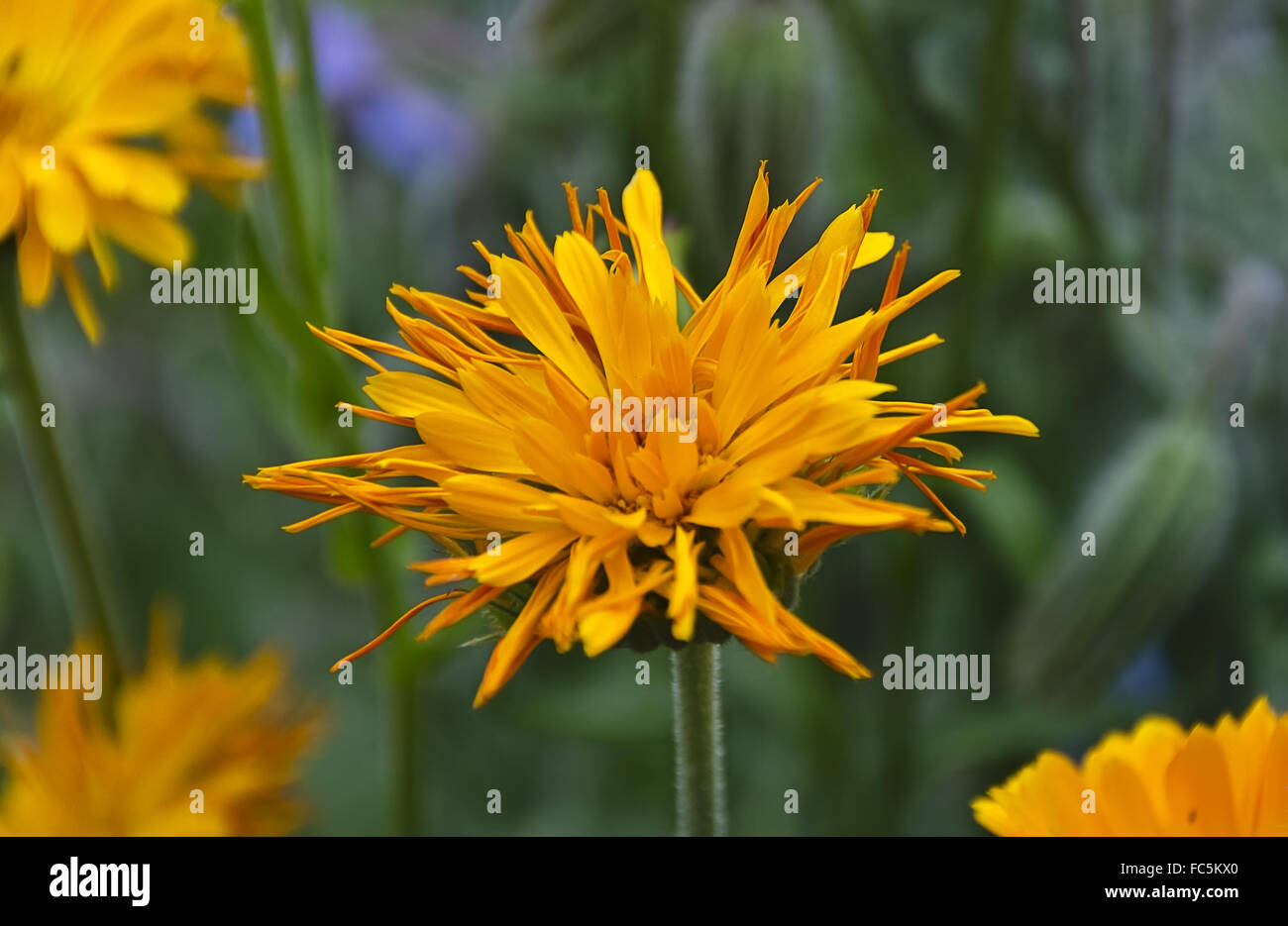 blossom of a common marigold Stock Photo