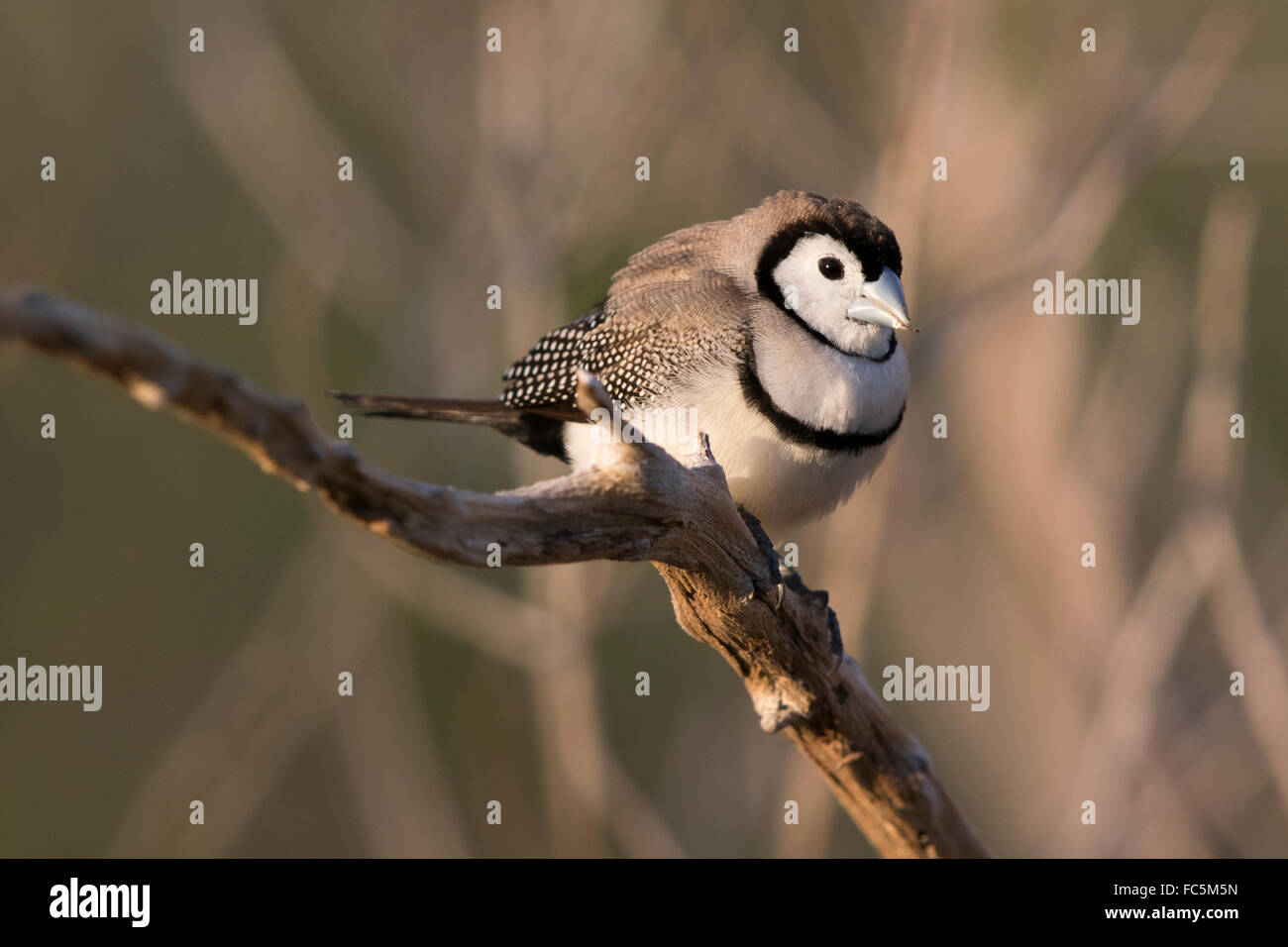 Double-barred Finch (Taenopygia bichenovii Stock Photo - Alamy