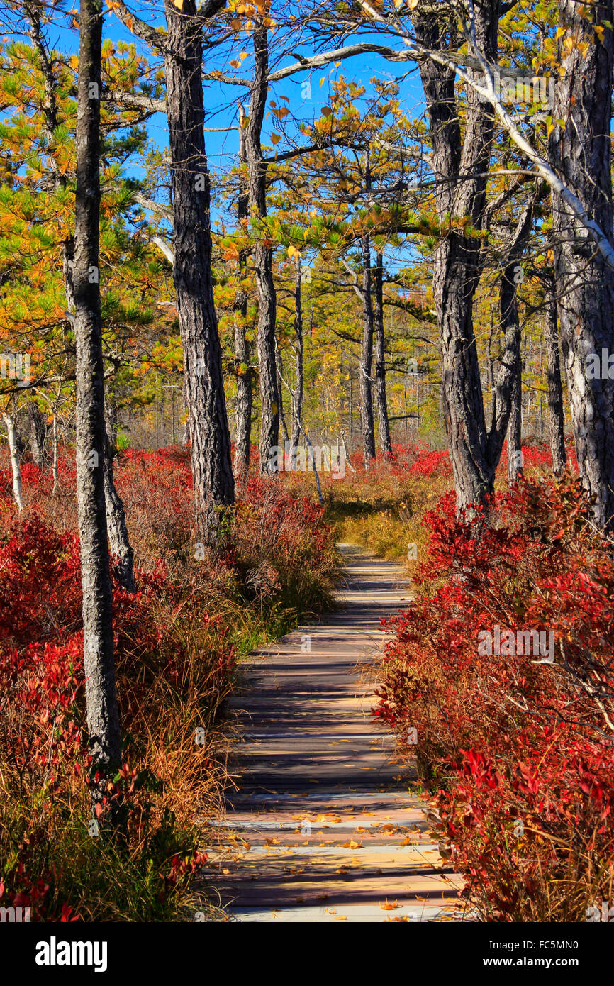 Saco Heath Preserve, The Nature Conservancy, Saco, Maine, USA Stock