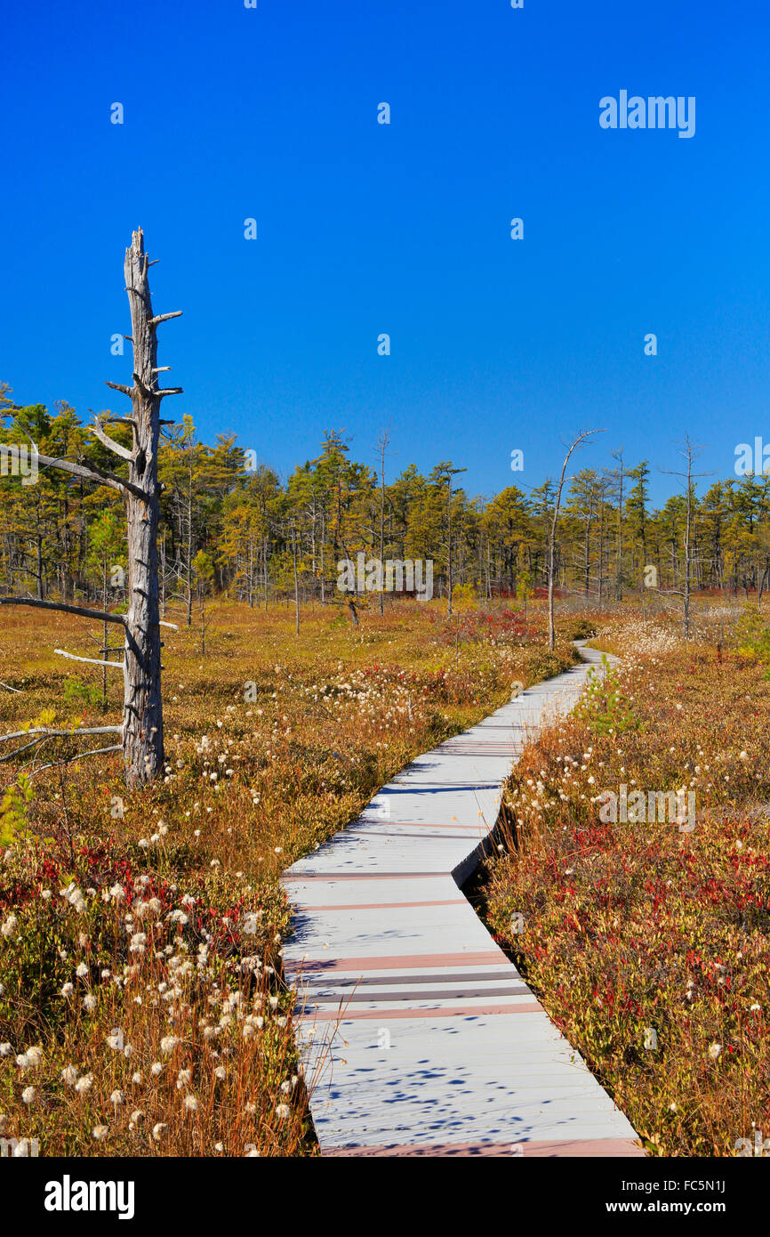 Saco Heath Preserve, The Nature Conservancy, Saco, Maine, USA Stock Photo