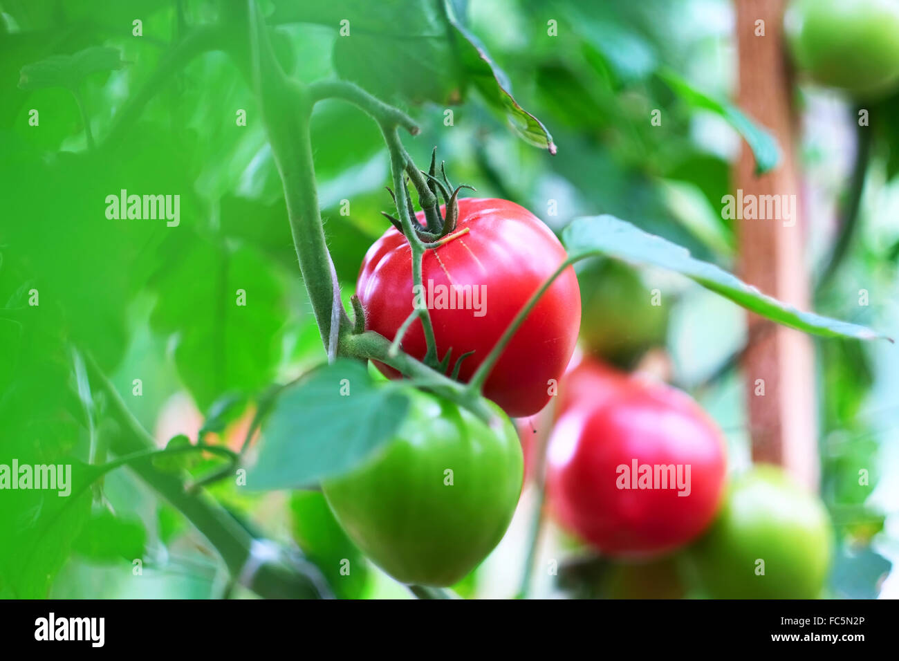 Ripe red tomatoes on plant Stock Photo - Alamy