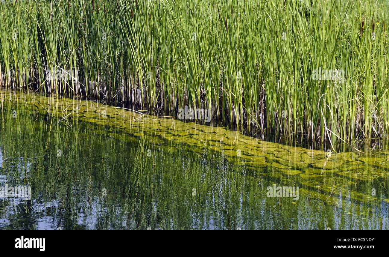 reed plants at a swimming pond Stock Photo