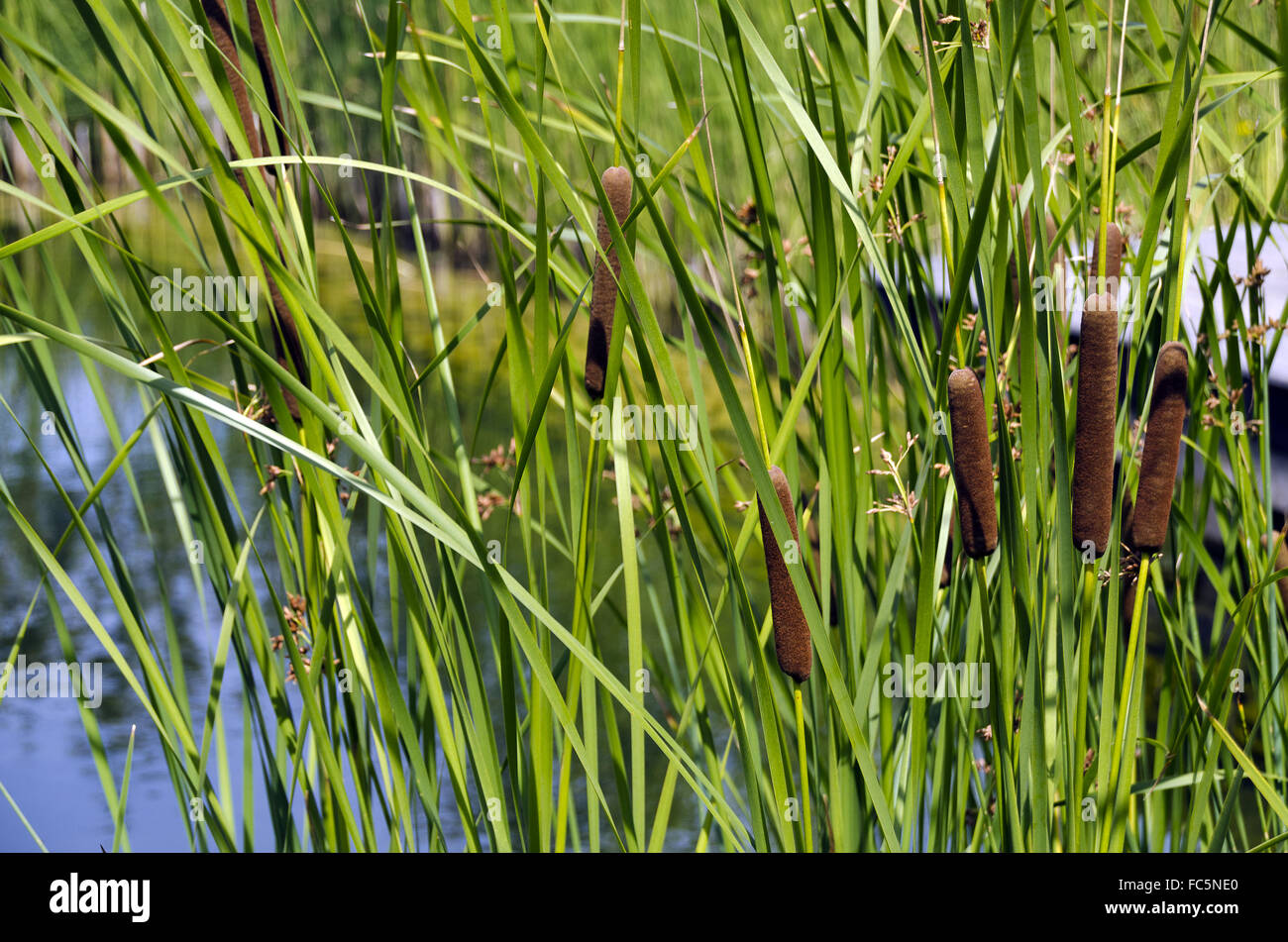 reed plants at a pond Stock Photo