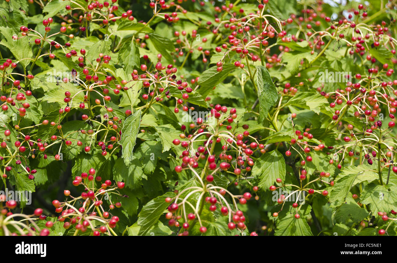 viburnum with red fruits Stock Photo Alamy