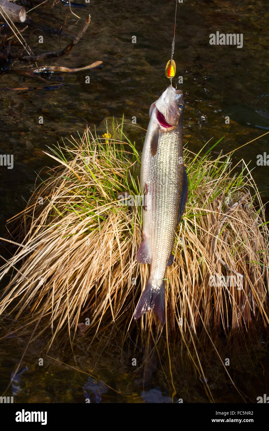 grayling fishing Northern fish Stock Photo Alamy