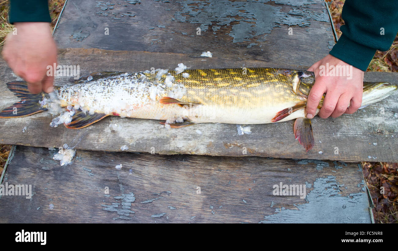 Bone Pike High Resolution Stock Photography and Images - Alamy