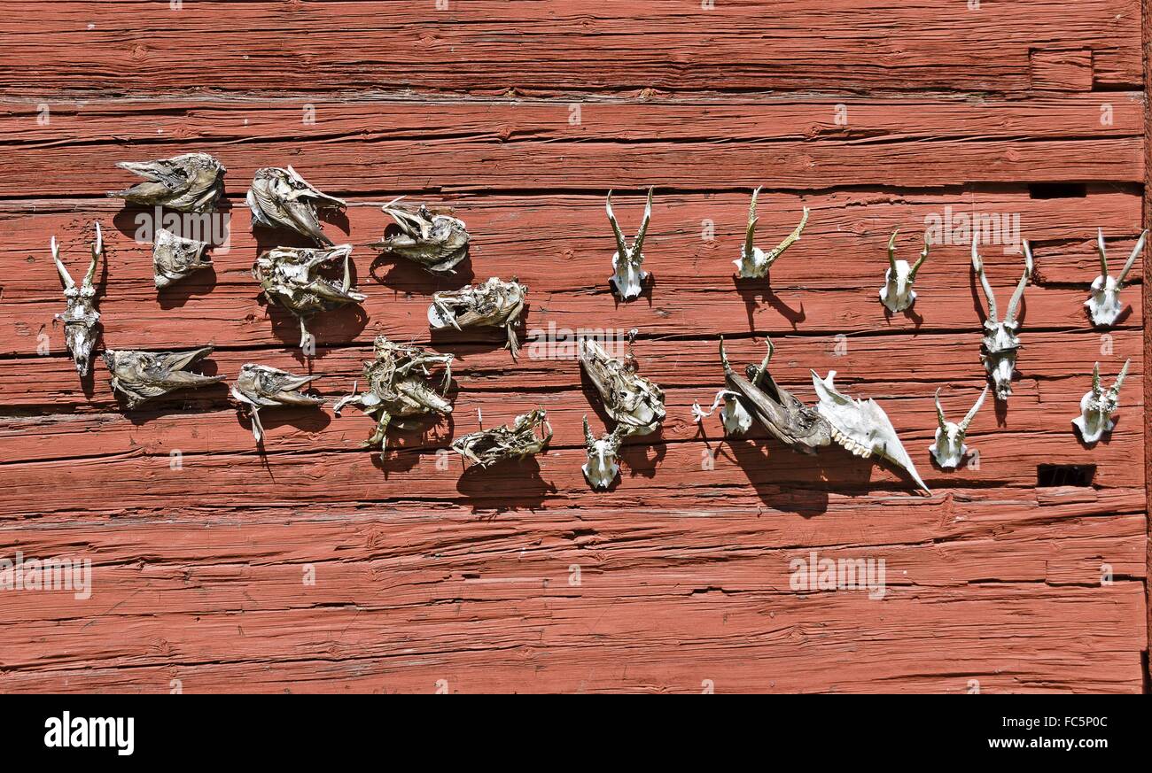 skeletons of fish heads and roebuck antlers Stock Photo