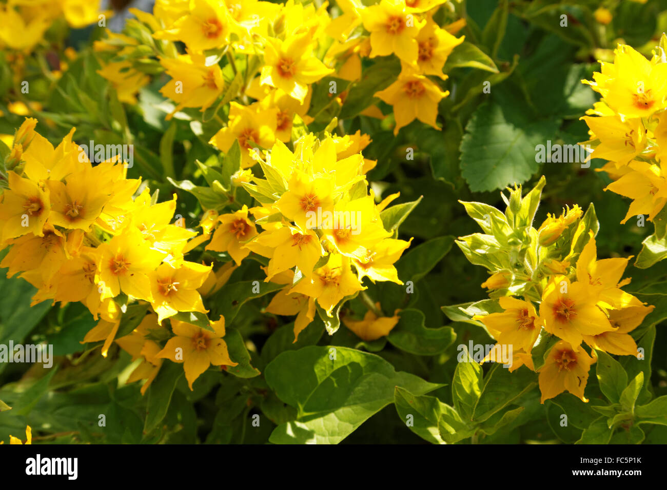 Shrub with yellow flowers hires stock photography and images Alamy