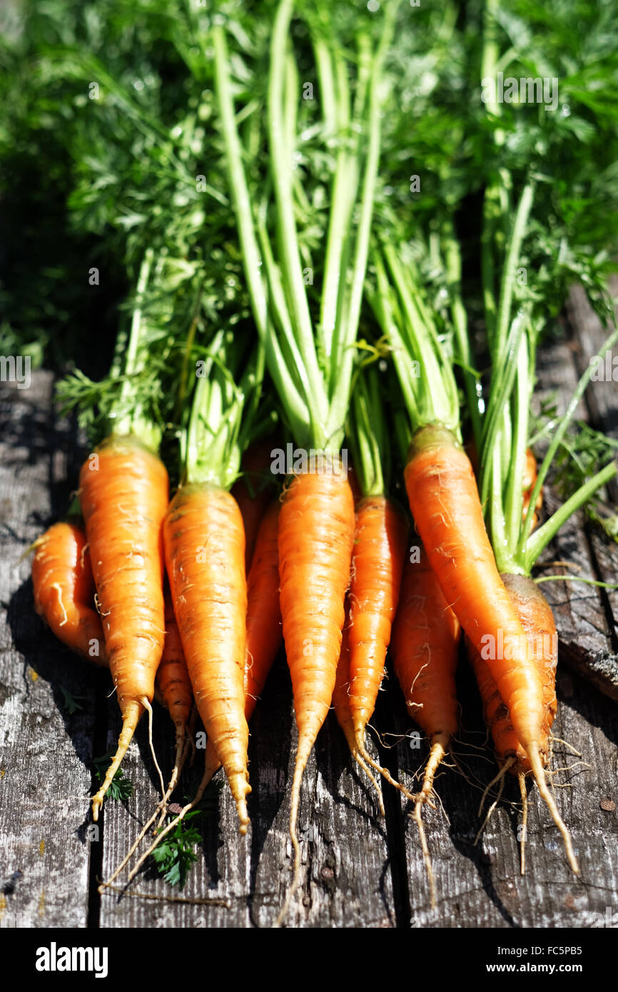Ripe and fresh organic carrots Stock Photo - Alamy