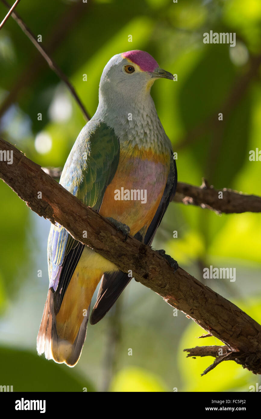 Rose-crowned Fruit-dove (Ptilinopus regina) Stock Photo