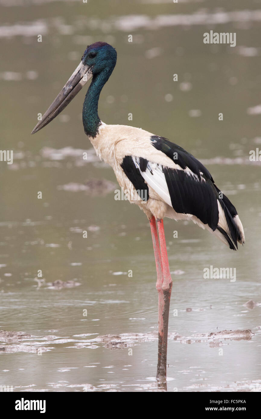 Black-necked Stork (Ephippiorhynchus asiaticus) standing in a shallow lake during a rainstorm Stock Photo