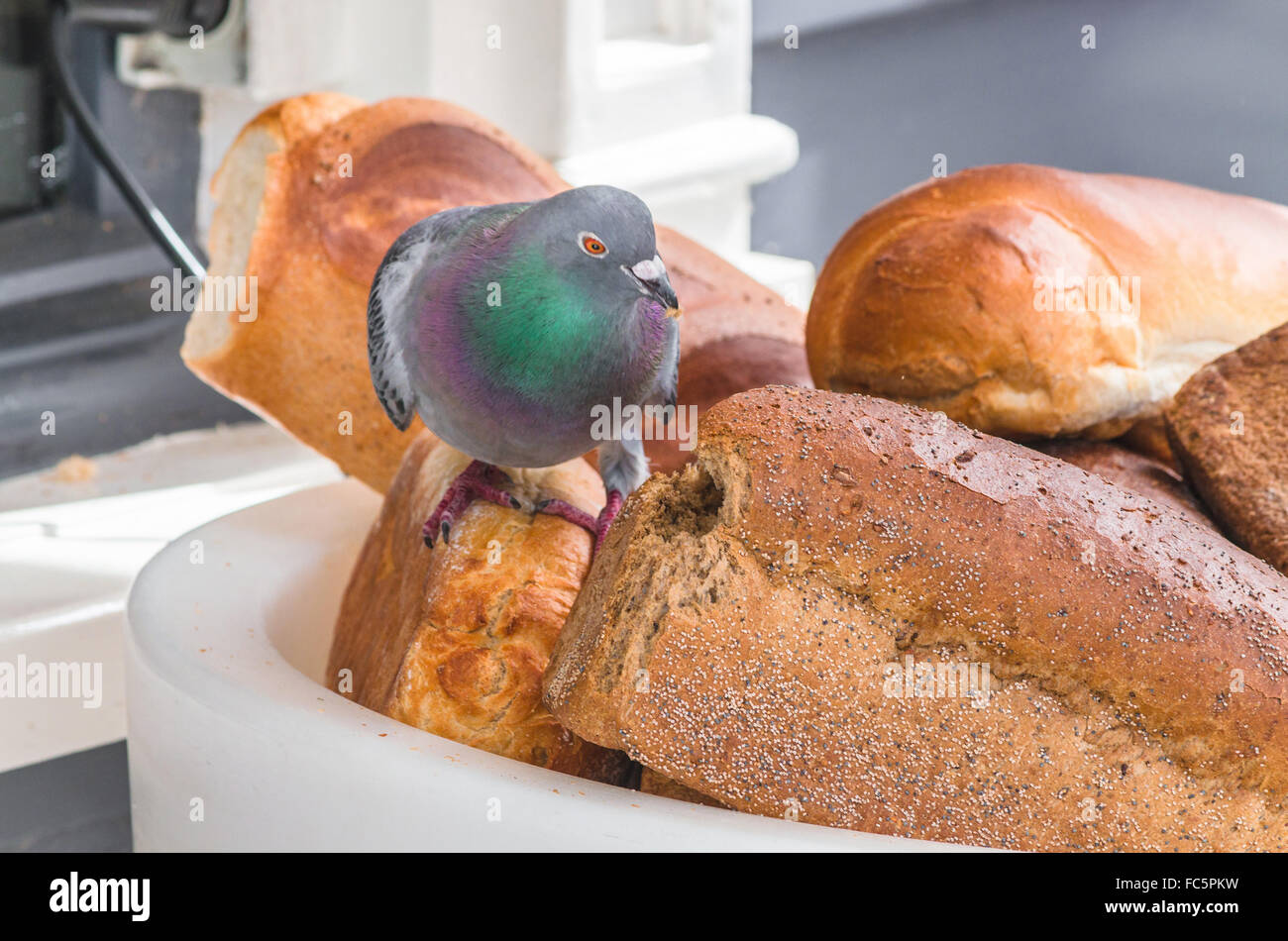 Pigeon eating the bread Stock Photo Alamy