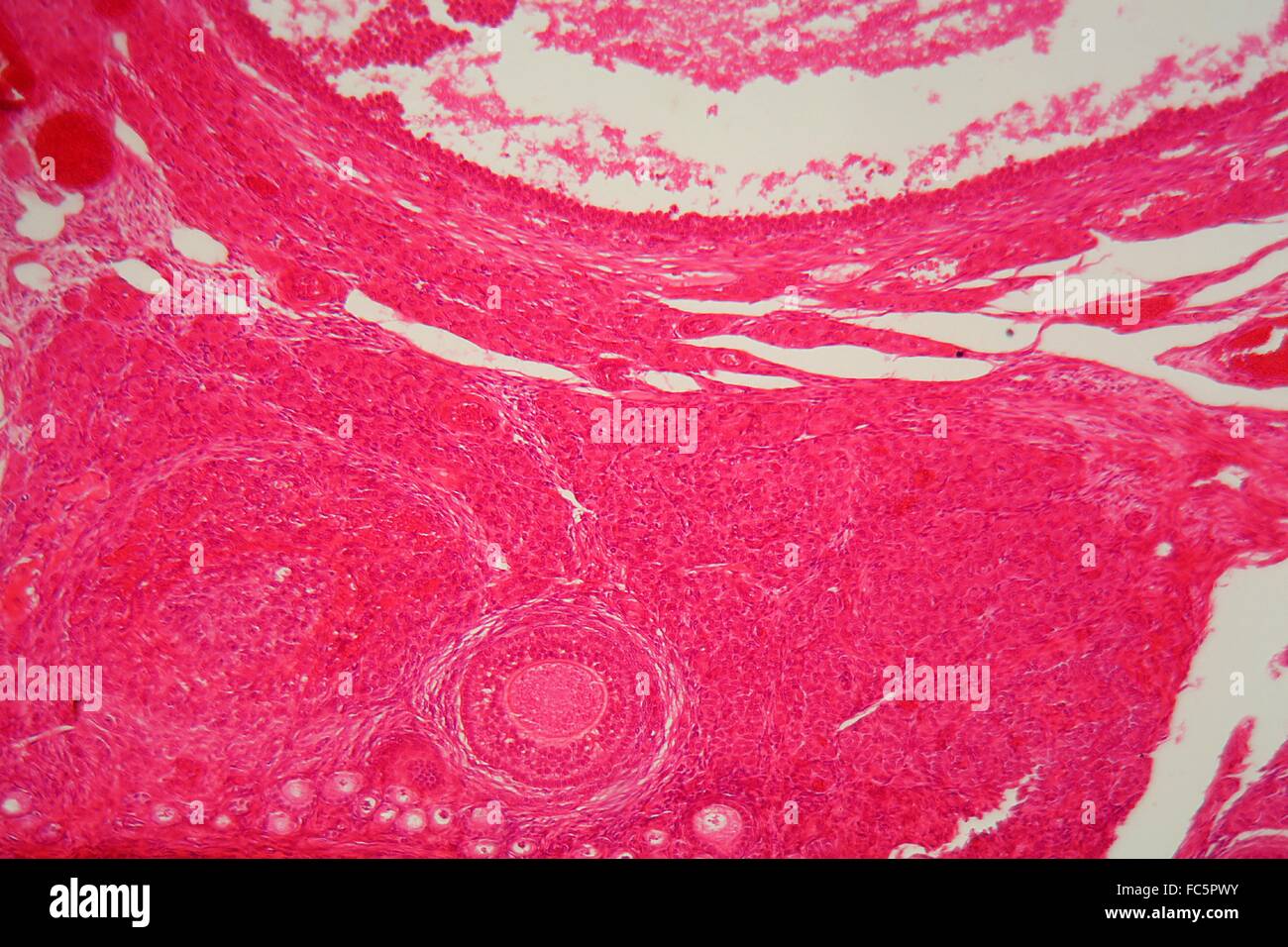 Ovary tissue under the microscope. Stock Photo